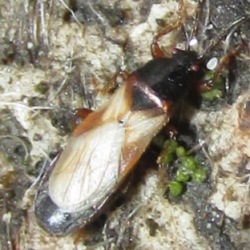 Dimorphopterus blissoides